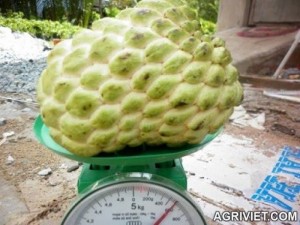 Bán cây giống na thái lan, na bở đài loan, na dai, số lượng lớn, giao cây toàn quốc.