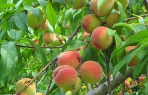 Cây giống đào đỏ, đào vàng, đào quả đỏ, đào quả vàng, số lượng lớn, giao cây toàn quốc