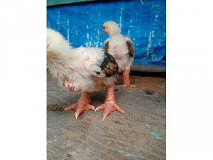 Gà đông tảo giống 1 tháng