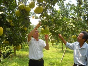 Cây Giống Bưởi Diễn ghép chất lượng, giá rẻ