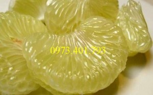 Cây Giống Bưởi Diễn ghép chất lượng, giá rẻ