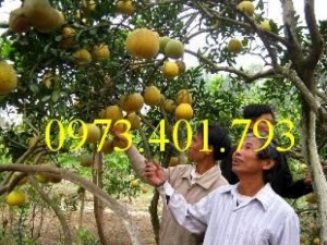 Cây Giống Bưởi Diễn ghép chất lượng, giá rẻ