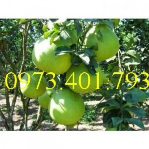 Giống Cây Bưởi Hoàng chất lượng, uy tín