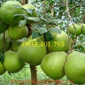 Giống Cây Bưởi Hoàng chất lượng, uy tín