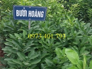 Giống Cây Bưởi Hoàng chất lượng, uy tín