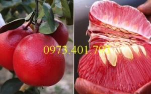 Giống Bưởi Đỏ Luận Văn (Tiến Vua)