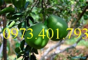 Giống cây Bưởi Da Xanh miền bắc chất lượng, giá rẻ