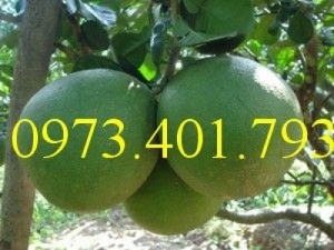 Giống cây Bưởi Da Xanh miền bắc chất lượng, giá rẻ