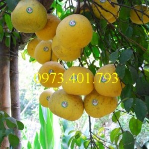 Giống cây Bưởi Đỏ Tân Lạc chất lượng, giá rẻ