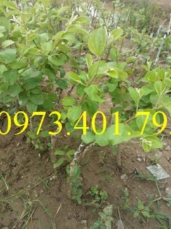 Giống cây táo chua, táo chua , cây táo chua, táo, cây táo