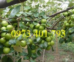 Giống cây táo Thái, cây táo Thái, cây táo, táo Thái, táo, kĩ thuật trồng táo thái