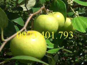 Giống cây táo Thái, cây táo Thái, cây táo, táo Thái, táo, kĩ thuật trồng táo thái