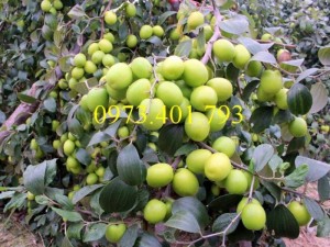 Cây giống táo Đài Loan, táo Đài Loan, cây táo, táo, cây táo Đài Loan