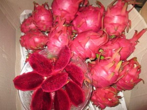 Cây giống thanh long ruột đỏ, thanh long ruột vàng, số lượng lớn, giao cây toàn quốc.