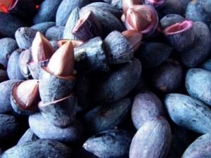 Cây giống trám đen, trám trắng, số lượng lớn, giao cây toàn quốc.
