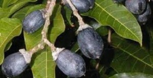 Cây giống trám đen, trám trắng, số lượng lớn, giao cây toàn quốc.