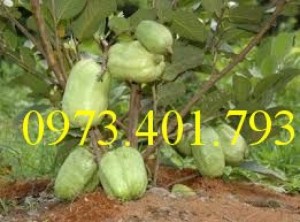 Giống cây ổi không hạt, ổi không hạt, cây ổi, cây ổi không hạt, ổi