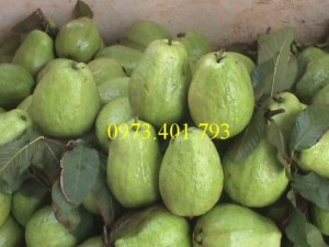 Giống cây ổi không hạt, ổi không hạt, cây ổi, cây ổi không hạt, ổi