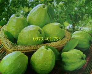 Chuyên cung cấp Giống Cây ổi đông dư chất lượng, giá rẻ