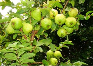 Chuyên cung cấp Giống Cây ổi đông dư chất lượng, giá rẻ