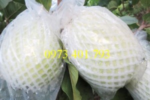 Giống cây ổi đài loan, ổi đài loan, cây ổi, ổi, cây ổi đài loan