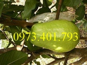 Giống cây ổi đài loan, ổi đài loan, cây ổi, ổi, cây ổi đài loan