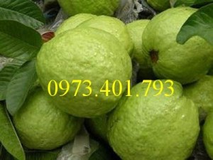 Chuyên cung cấp Cây Giống ổi Nữ Hoàng chất lượng, uy tín, giá rẻ