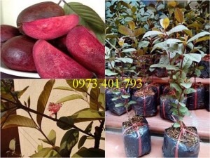 Chuyên cung cấp Giống Cây ổi tím gieo hạt giá rẻ, chất lượng