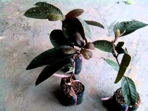 Chuyên cung cấp Cây Giống ổi tím ghép uy tín, giá rẻ
