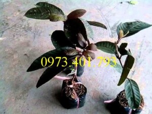 Chuyên cung cấp Cây Giống ổi tím ghép uy tín, giá rẻ