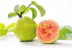 Chuyên cung cấp Giống cây ổi ruột đỏ bến cát giá rẻ, chất lượng