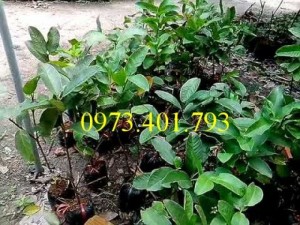 Giống cây ổi ruột đỏ, ổi ruột đỏ, cây ổi ruột đỏ, cây ổi