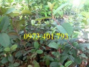 Giống cây ổi ruột đỏ, ổi ruột đỏ, cây ổi ruột đỏ, cây ổi