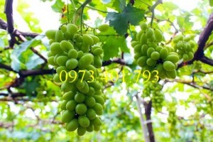 Giống cây nho xanh Ninh Thuận, nho xanh Ninh Thuận, nho xanh, kĩ thuật trồng nho xanh Ninh Thuận