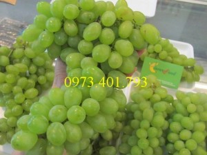 Giống cây nho xanh Ninh Thuận, nho xanh Ninh Thuận, nho xanh, kĩ thuật trồng nho xanh Ninh Thuận