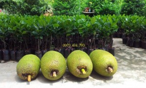 Giống cây mít thái siêu sớm cây choai, cây mít thái cay choai, mít thái