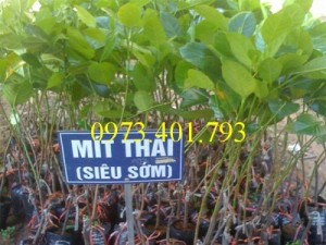 Giống cây mít thái, cây mít thái, mít thái, cây mít, mít thái siêu sớm