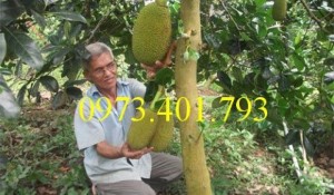 Giống cây mít thái, cây mít thái, mít thái, cây mít, mít thái siêu sớm