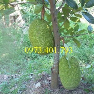Giống cây mít thái, cây mít thái, mít thái, cây mít, mít thái siêu sớm