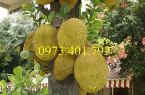 Giống cây mít không hạt, mít không hạt, cây mít không hạt, mít, cây mít