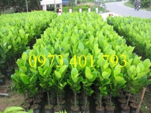 Giống cây mít không hạt, mít không hạt, cây mít không hạt, mít, cây mít