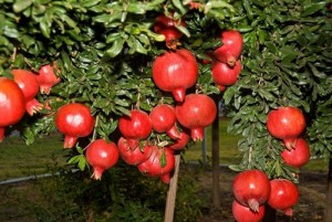 Cung cấp giống cây lựu, số lượng lớn, giao cây toàn quốc.