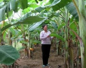 Cây giống chuối tây, chuối tây thái lan, chuối tây lùn, chuối tây cao, số lượng lớn.
