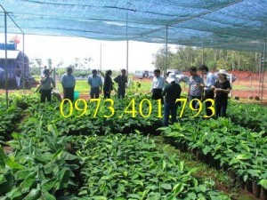 Chuyên cung cấp Giống cây chuối Tây chất lượng, giá rẻ