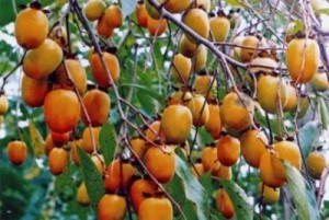 Cây giống hồng không hạt, hồng nhân hậu, số lượng lớn, giao cây toàn quốc