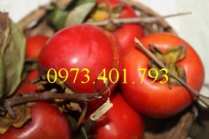 Giống cây hồng đỏ, cây hồng nhân hậu, hồng nhân hậu, cây hồng đỏ, hồng đỏ, kĩ thuật trồng cây hồng đỏ