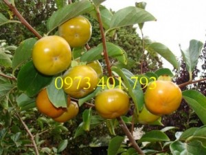 Giống cây hồng giòn, cây hồng giòn, hồng giòn, kĩ thuật trồng cây hồng giòn