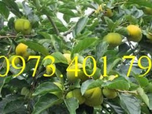 Giống cây hồng giòn, cây hồng giòn, hồng giòn, kĩ thuật trồng cây hồng giòn