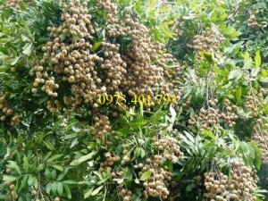 Giống cây nhãn chiết sớm quả to Indo, nhãn indo, cây nhãn ido, cây nhãn, nhãn. kĩ thuật trồng nhãn