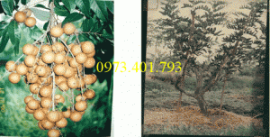 Giống cây nhãn chiết sớm quả to Indo, nhãn indo, cây nhãn ido, cây nhãn, nhãn. kĩ thuật trồng nhãn